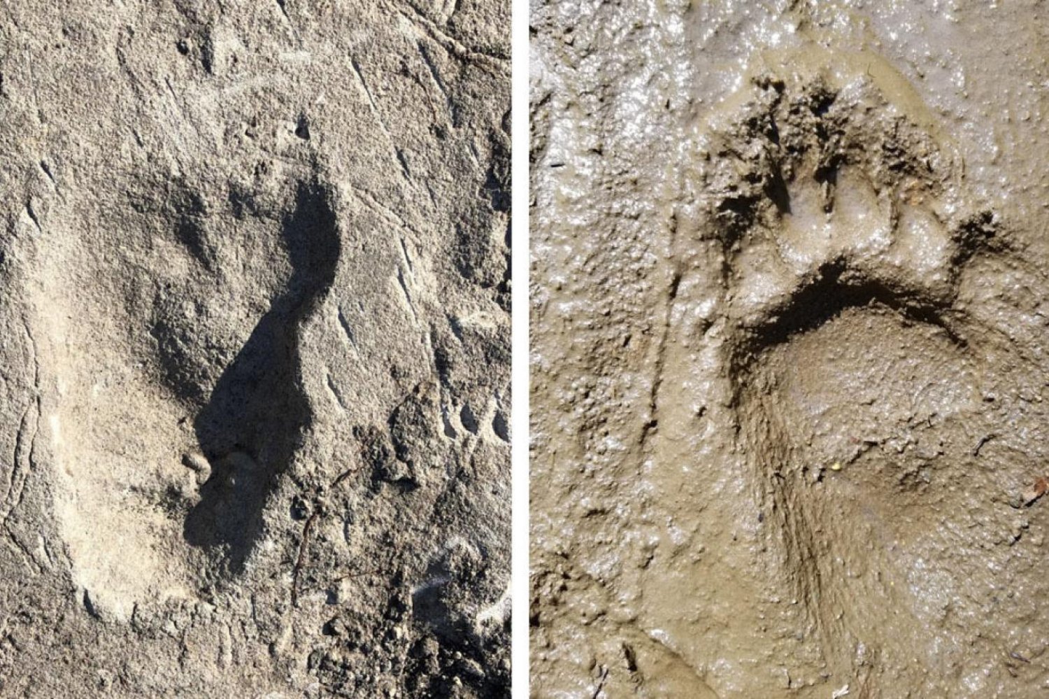 Araştırma ekibi keşiften 40 yıl sonra ayak izlerinin detaylı haritasını çıkardı. Solda gizemli homininin ayak izi, sağda ise karşılaştırma için kullanılan ayının izi görülüyor (Ellison McNutt)