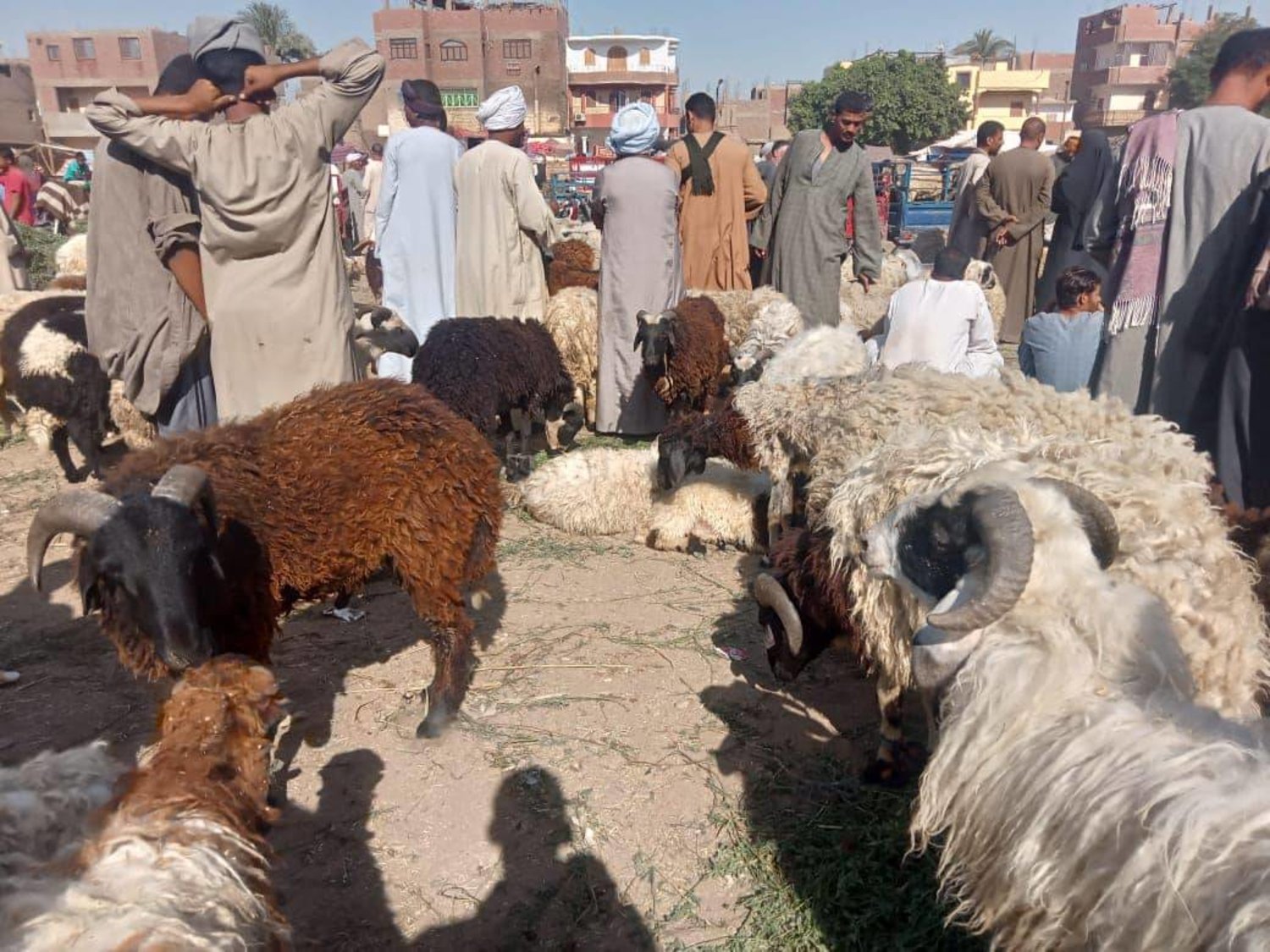 Mısır’daki koyun pazarı (Facebook-Arşiv)