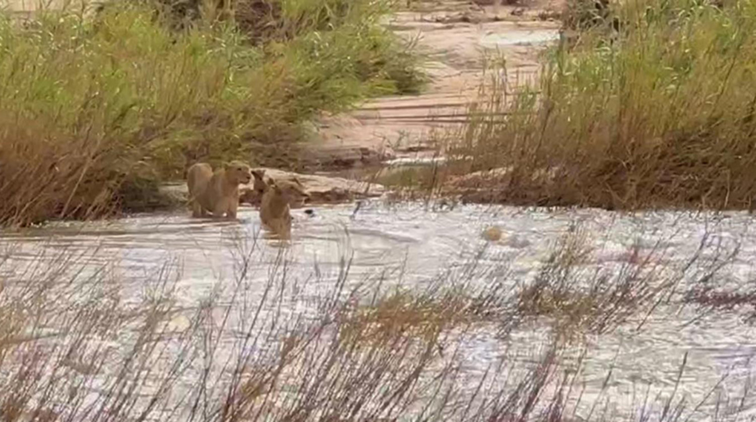 Dişi aslan nehirde sürüklenen yavrusunu kurtardı - VİDEO