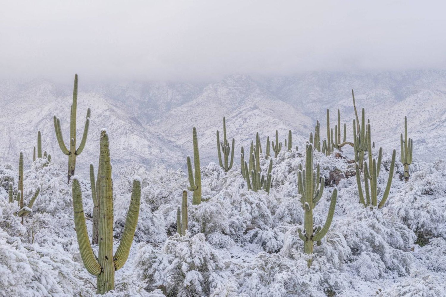 Arizona'nın Sonora Çölü'ndeki kaktüsleri çevreleyen kar (Jack Dykinga/naturepl.com)

