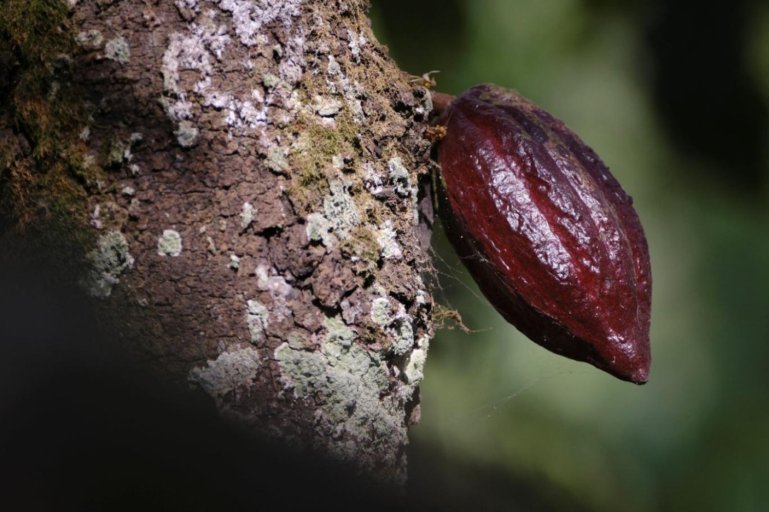 Kakao yetiştiricileri virüsün yanı sıra iklim koşullarıyla da mücadele ediyor (Reuters)