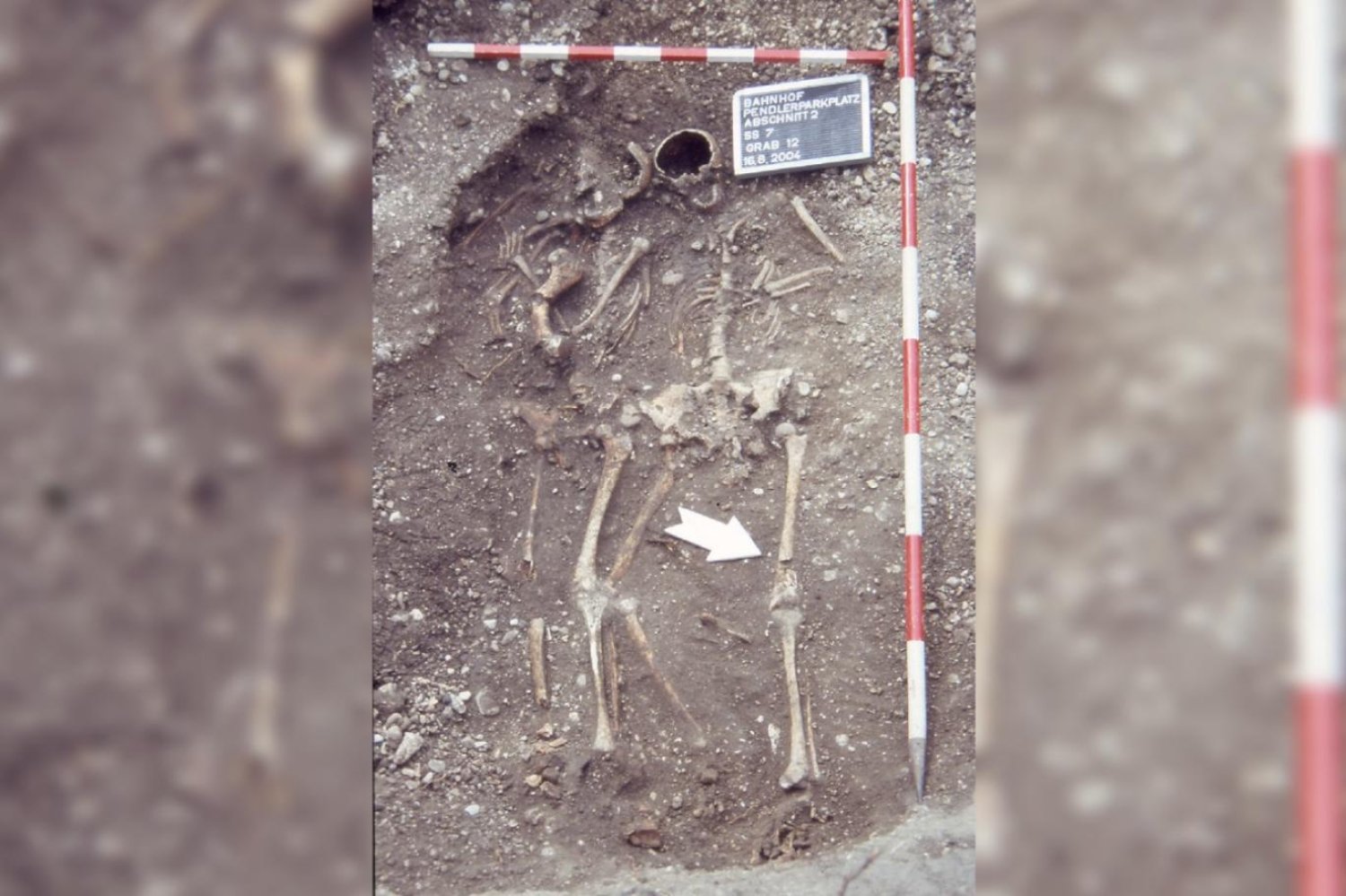 2004'te çıkarılan kalıntıların yaklaşık 1800 yıl önce ölen kişilere ait olduğu anlaşıldı (Wels Şehir Müzesi)